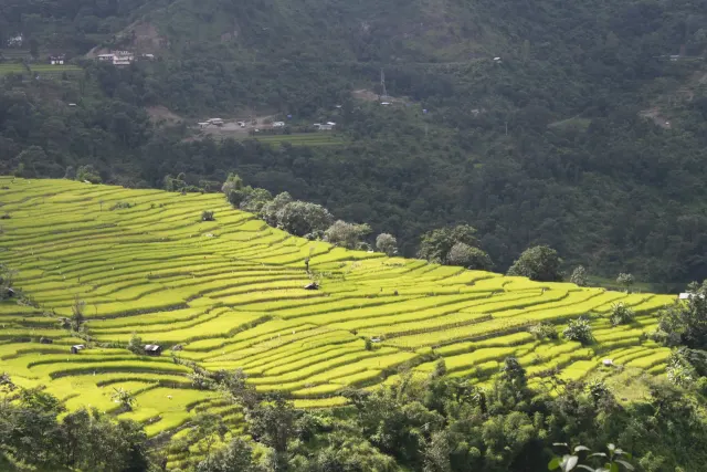 Terraced rice fields on a hillside in Nagaland